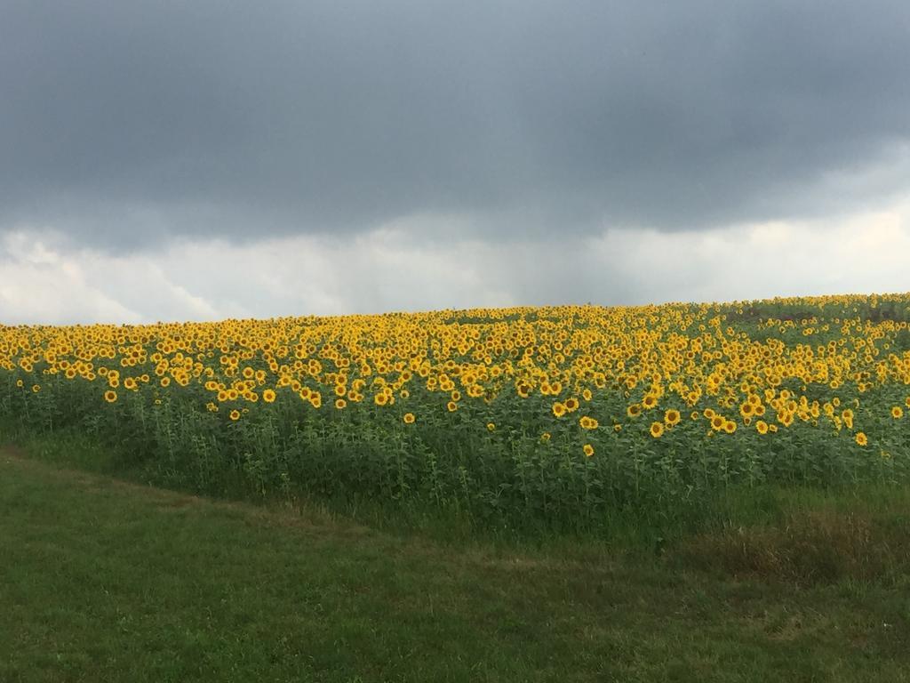 Ferienwohnungen Koessl Waidhofen an der Ybbs Exterior foto