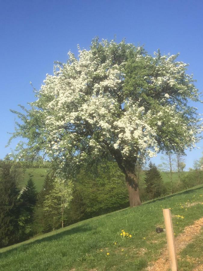Ferienwohnungen Koessl Waidhofen an der Ybbs Exterior foto