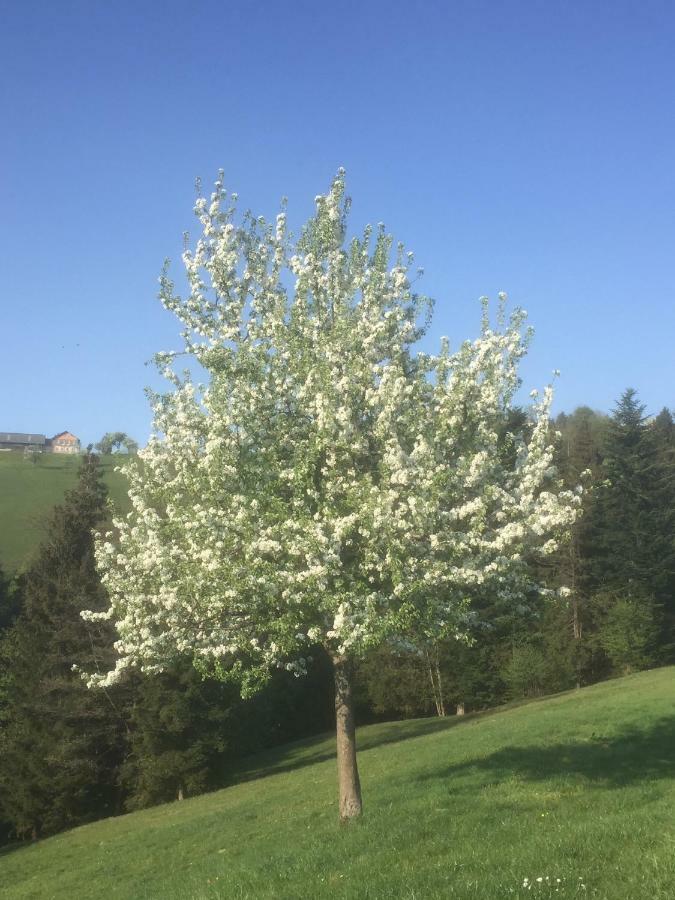 Ferienwohnungen Koessl Waidhofen an der Ybbs Exterior foto